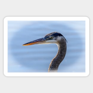 Great Blue Heron Portrait Sticker